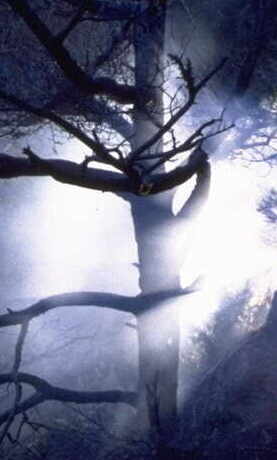 Ghosttree